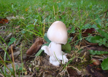 Ockergrauer Scheidenstreifling (Amanita lividopallescens) - © Bernard Wieser